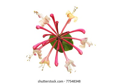 Honeysuckle Flower And Leaf Isolated Against White