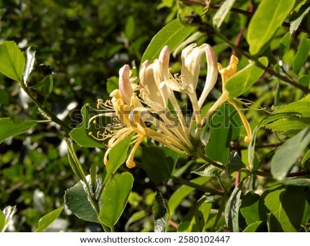 Honeysuckle, lonicera periclymenum, common honeysuckle, European honeysuckle, or woodbine yellowish flowers and pink buds and bright green foliage.
Climbing ornamental plant.

