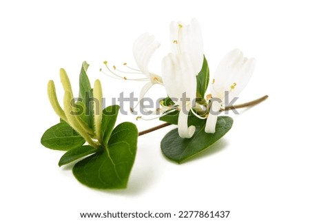 Honeysuckle Sprig  with white flowers and green leaves isolated on white background