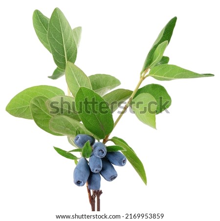 Honeysuckle twig with green leaves isolated on white background. Ripe berries of honeysuckle. Clipping path
