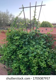 Honeysuckle Vine Climbing On A Wooden Trellis