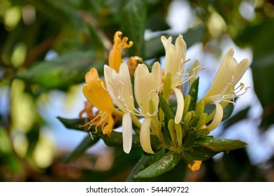 Honeysuckle In Winter