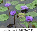 Hong Kong - flowers at Chi Lin Nunnery (November 01, 2016)