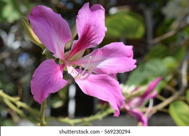 13,690 Bauhinia Images, Stock Photos & Vectors | Shutterstock