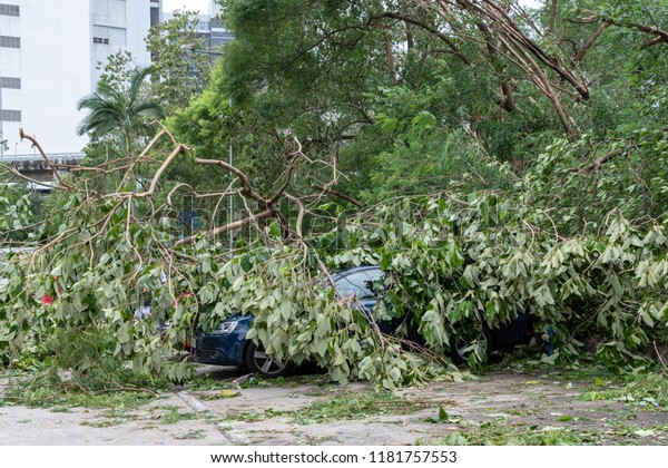 HONG KONG, SEP 17, 2018:\
Tree fallen on top of parking car, after Super Typhoon Mangkhut hit\
Hong Kong.