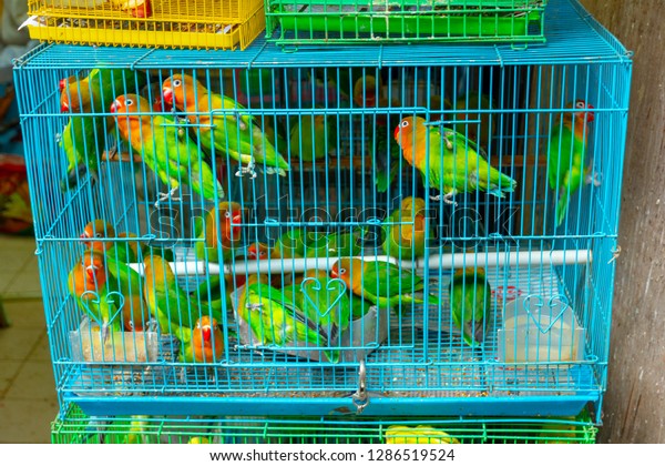 small parrot cages for sale