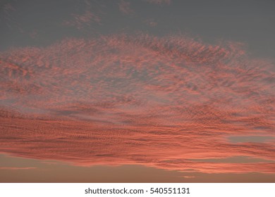 Honolulu Christmas Pink Sky Backdrop.