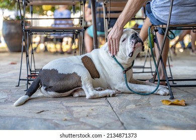 Honolulu, Hawaii - Circa February 2022: A Beautiful Dog Gets Petted By Its Owner At An Outdoor Restaurant Patio.