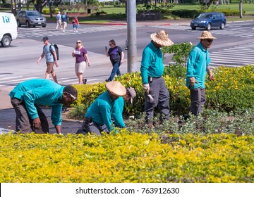 HONOLULU, HAWAII - January 23, 2014: A Landscaping Crew Is At Work While Tourists Pass By In The Background