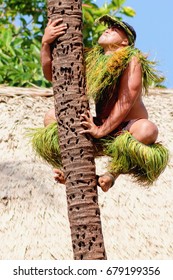 Honolulu, Hawaii - May 27, 2016:A Samoan Man Demonstrates How To Climb A Coconut Tree At The Polynesian Cultural Center.