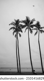 Honolulu, Hawaii, USA.  January 5, 2022.  Four Tall Coconut Palm Trees With An Airliner Flying Overhead.