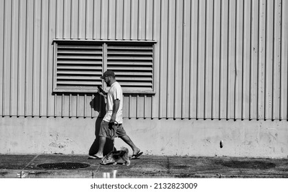 Honolulu, Hawaii, USA.  March 6, 2022.  Man Walking His Dog While Scrolling On His Phone.