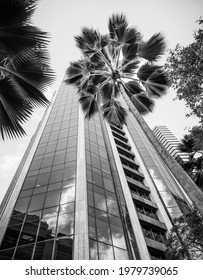 Honolulu, Hawaii, USA.  May 25,  2021.  Honolulu Business District Upward View Of A Coconut Palm And A New High Rise Financial Tower For Downtown.