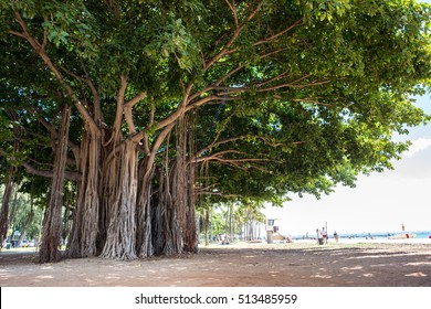 Honolulu, HI: September 27, 2016: Banyan Tree in Honolulu. Waikiki has about 72,000 tourists on any given day.