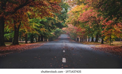 Honour Avenue Mt Macedon During Autumn