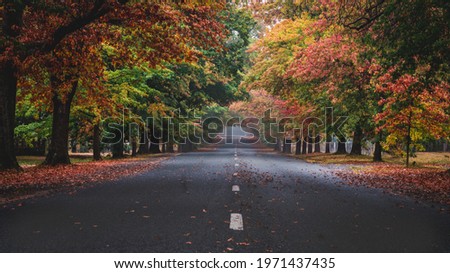 Honour Avenue Mt Macedon during autumn