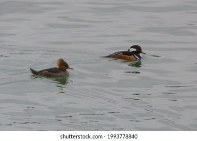 A Hood Merganser Couple Swims In A Cove Off Of Lake Erie Near Cleveland, Ohio On Winter Afternoon.