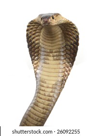 A Hooded Cobra In Strike Position