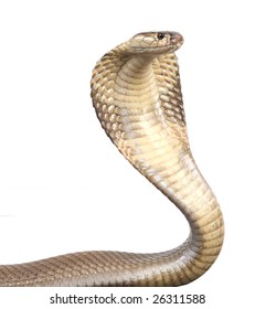 A Hooded Cobra In Strike Position