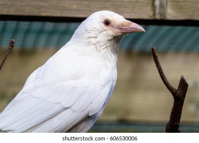 Hooded crow (albino)  closeup