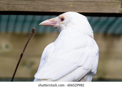 Hooded Crow (albino)  Closeup With Vegetation