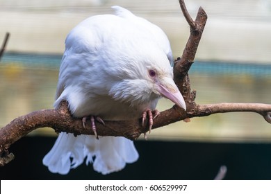 Hooded crow (albino) sitting on the branch closeup
