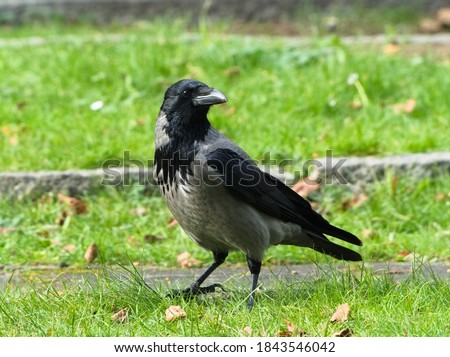 The hooded crow (Corvus cornix)