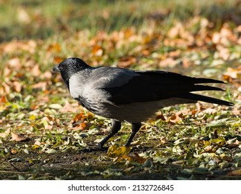 The hooded crow (Corvus cornix) Bird in the park. Black and grey bird. Crow looking for food