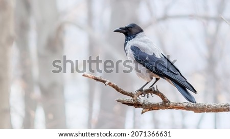 The hooded crow (Corvus cornix) also called hoodie or gray crow is a Eurasian bird species in the genus Corvus.
Grey crow sits on dry tree branch against blurred forest background in winter time.