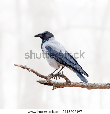 The hooded crow (Corvus cornix) also called hoodie or gray crow is a Eurasian bird species in the genus Corvus. Grey crow sits on dry tree branch against white blurred forest background.