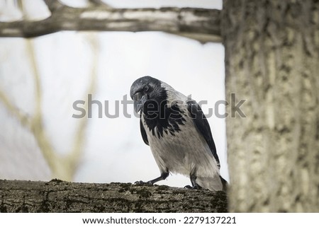 The hooded crow (Corvus cornix) also called hoodie or gray crow is a Eurasian bird species in the genus Corvus. Grey crow sits on dry tree branch against white blurred forest background.