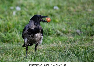 Hooded crow (Corvus cornix) holds a piece of bread in the green meadow