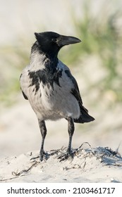 The Hooded crow (Corvus cornix), also known as Gray crow or Hoodie, standing on sand