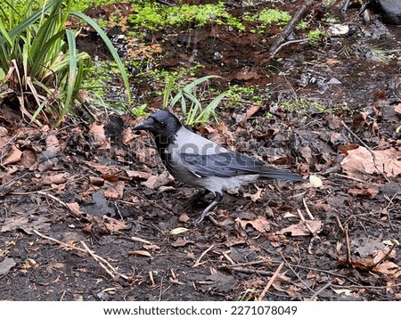 Hooded Crow (Corvus cornix) looking for food in Belfast Botanic Gardens