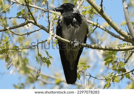 The hooded crow (Corvus cornix) sits on a tall tree branch.