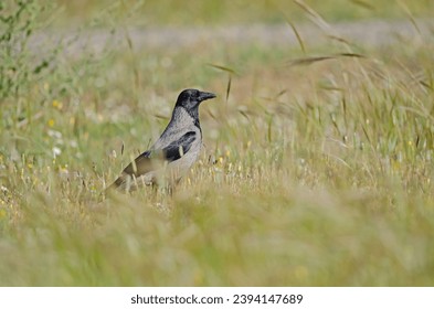A Hooded Crow (Corvus cornix) standing in a field. - Shutterstock ID 2394147689