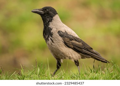 Hooded crow (Corvus cornix) in the wild