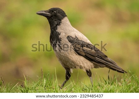 Hooded crow (Corvus cornix) in the wild