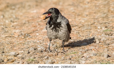 A hooded crow eating seeds at daytime