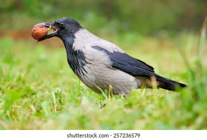 Hooded crow with a nut