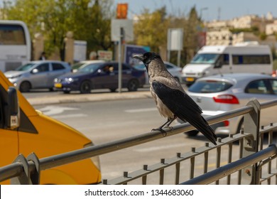 Hooded Crow On A Busy Street