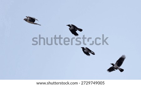 Hooded Crows (Corvus cornix) Chasing a Hen Harrier (Circus cyaneus)