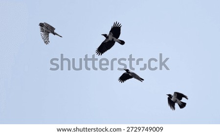 Hooded Crows (Corvus cornix) Chasing a Hen Harrier (Circus cyaneus)