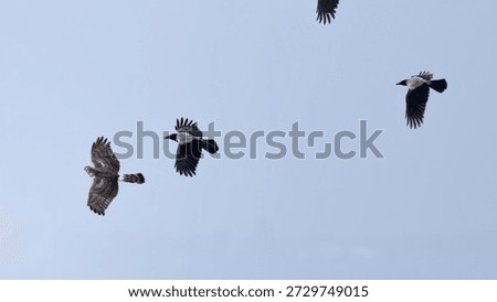 Hooded Crows (Corvus cornix) Chasing a Hen Harrier (Circus cyaneus)
