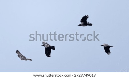 Hooded Crows (Corvus cornix) Chasing a Hen Harrier (Circus cyaneus)