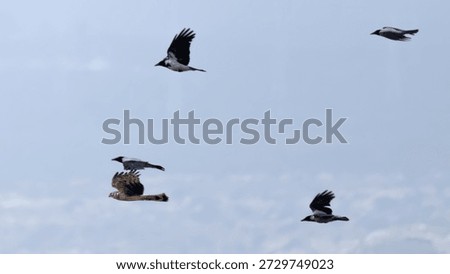 Hooded Crows (Corvus cornix) Chasing a Hen Harrier (Circus cyaneus)