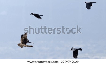 Hooded Crows (Corvus cornix) Chasing a Hen Harrier (Circus cyaneus)