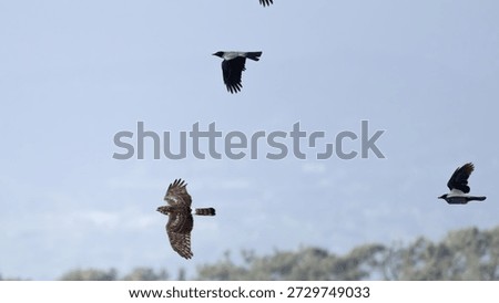 Hooded Crows (Corvus cornix) Chasing a Hen Harrier (Circus cyaneus)