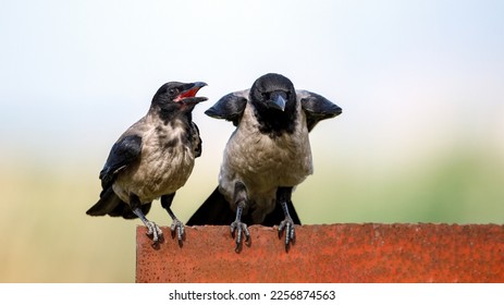 Hooded crows in the danube delta - Shutterstock ID 2256874563