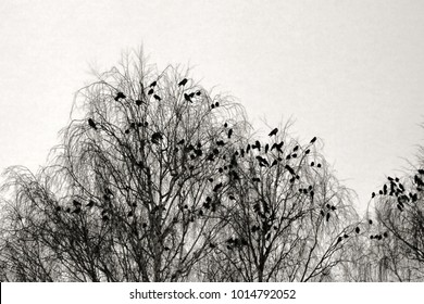 Hooded crows gathered overnight in city Park at winter. Public roosting birds, multitude of birds cluster of black birds. Retro style - Shutterstock ID 1014792052